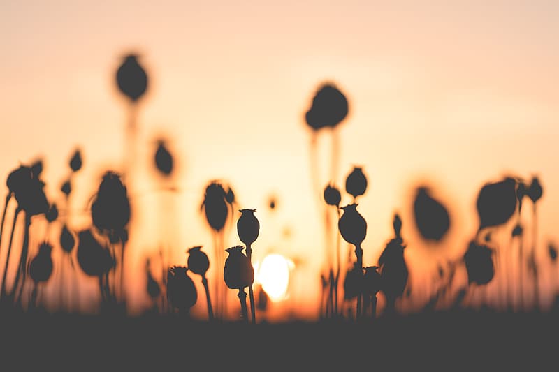 flowers in a field at sunset